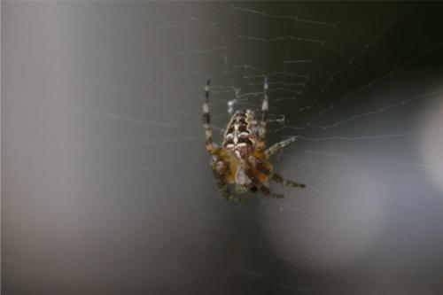 Araneus diadematus